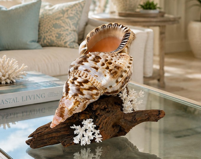 Driftwood & Authentic Triton Shell Coastal Sculpture