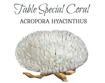 White Table Coral, Table Special Coral Pieces for Display