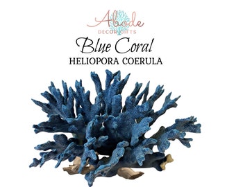 Natural Coral Real Blue Coral Genuine Pieces for Display, Genuine Reef Coral