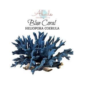 Natural Coral Real Blue Coral Genuine Pieces for Display, Genuine Reef Coral
