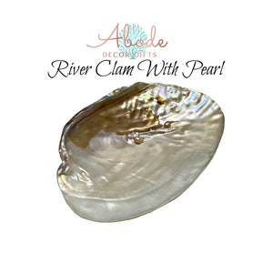 May include: A white river clam shell with a small pearl inside. The shell has iridescent colors and a natural, organic shape.