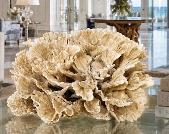 Natural Poca Coral Specimen: Authentic Coastal Decor Collector's Piece