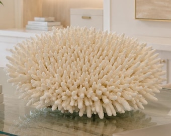 Natural White Table Coral Specimen