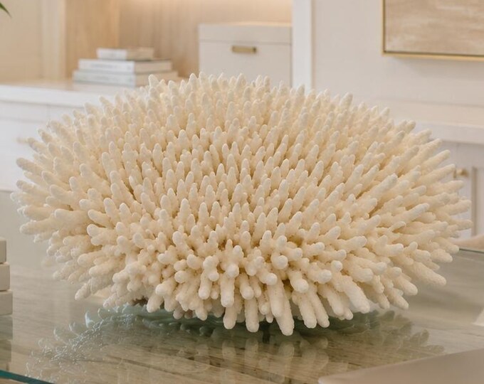 Natural White Table Coral Specimen