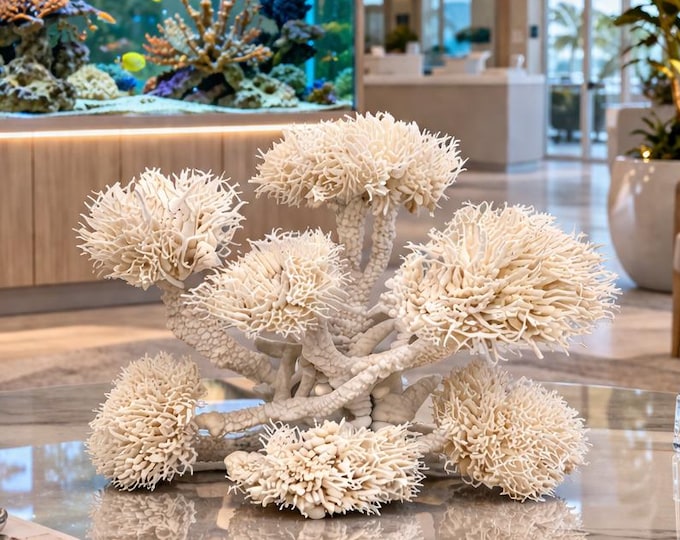 Large White Birdsnest Reef Coral Sculpture: Coastal Statement Piece (#CS-0622)