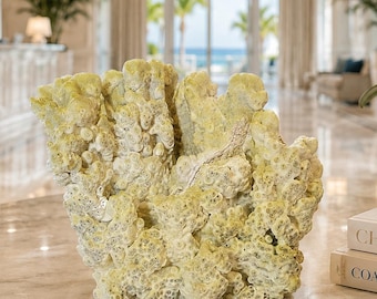 Rare Fire Slab Coral Specimen | Natural Light Green Coral | Luxury Coastal Decor | One-of-a-Kind Collector Piece | Coastal Abode Atelier