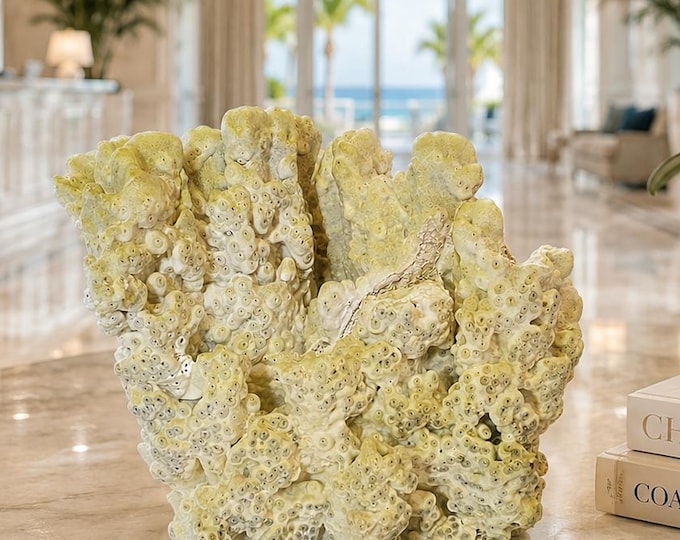 Rare Fire Slab Coral Specimen | Natural Light Green Coral | Luxury Coastal Decor | One-of-a-Kind Collector Piece | Coastal Abode Atelier