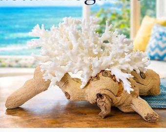 Coastal Coral Sculpture – Grape Wood Natural Statement Piece