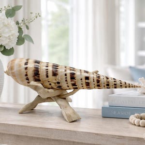 Marlin Spike Seashell, Huge Nautical Piece for Collector Display and Coastal Beach Decor