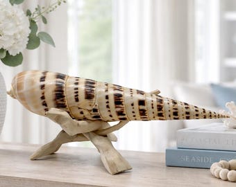 Marlin Spike Seashell, Huge Nautical Piece for Collector Display and Coastal Beach Decor