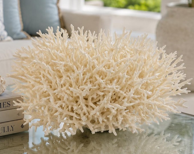 Natural White Birdsnest Coral Specimen