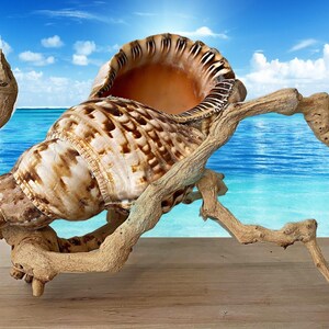 Caribbean Triton Large Seashell, Collector Display Piece for Coastal Beach and Nautical Decor