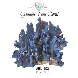 Natural Coral Real Blue Coral BL-103 Authentic Blue Reef Coral for Nautical, Coastal, and Beach Decor and Display for Collectors