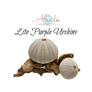Urchins Light Purple For Nautical Decor