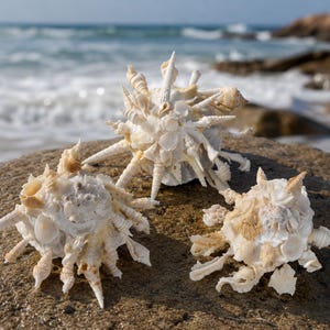 May include: Three ornate, spiky seashells in shades of cream and tan rest on a sandy rock. The shells have intricate textures and shapes, with pointed protrusions and delicate details. The ocean and sky are visible in the background.