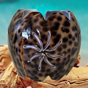 May include: A brown and black seashell with a white and purple starburst design. The shell is smooth and polished.