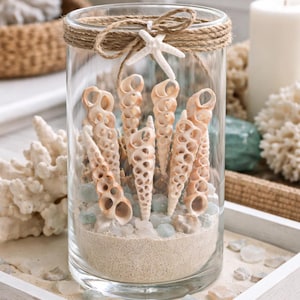 Center Cut Turritella Seashells: Coastal Nautical Decor, Crafting Shells