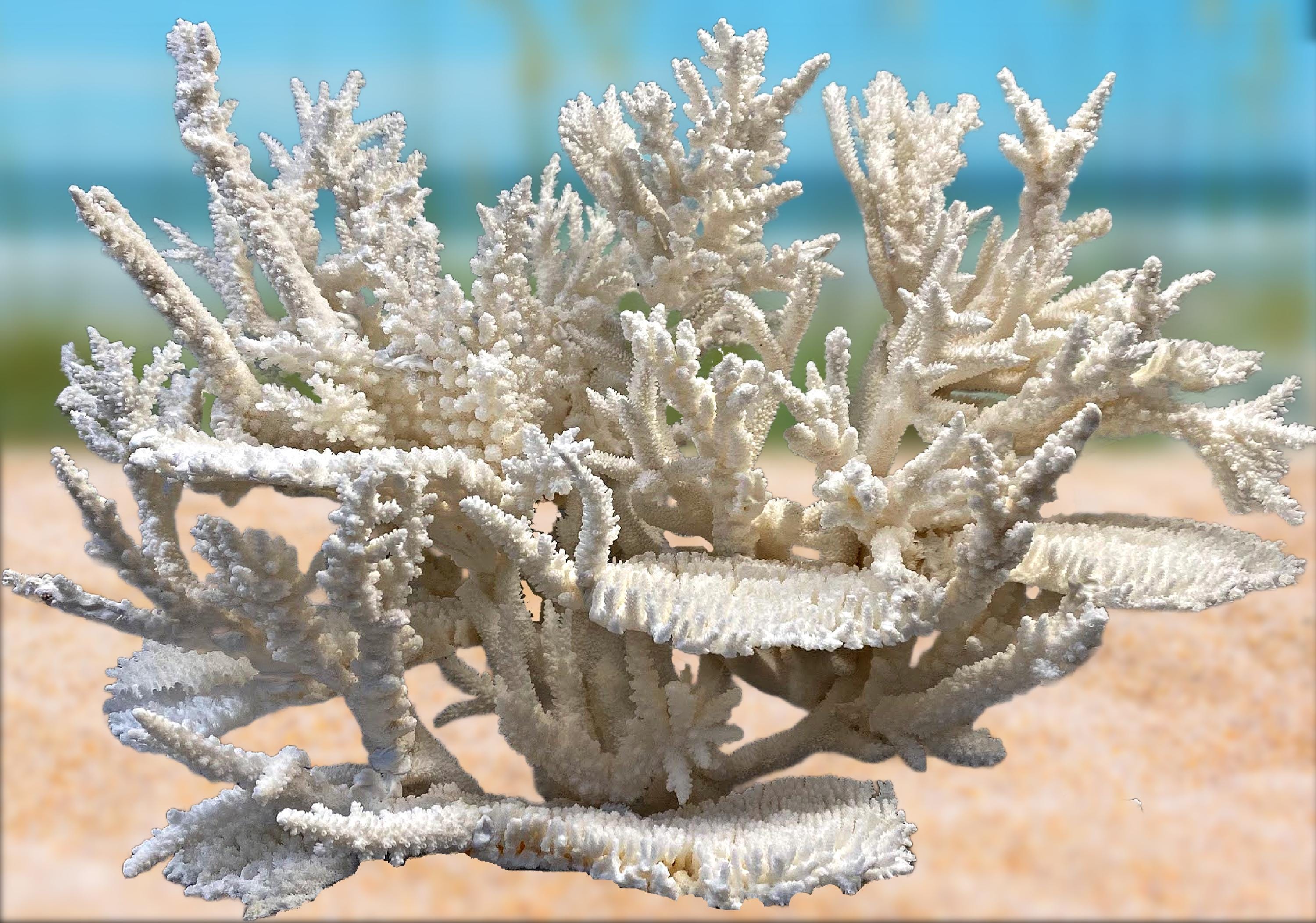 Large White Reef Coral Sculpture: Nautical Coastal Decor
