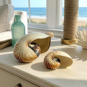 Large Chambered Nautilus Seashell: Coastal Nautical Decor, Collector's Piece (5.75-9.25")
