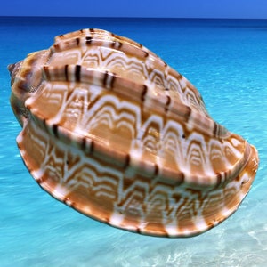 May include: A large, brown and white seashell with intricate patterns. The shell is floating in clear blue water.