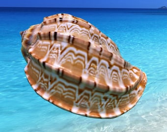 May include: A large, brown and white seashell with intricate patterns. The shell is floating in clear blue water.