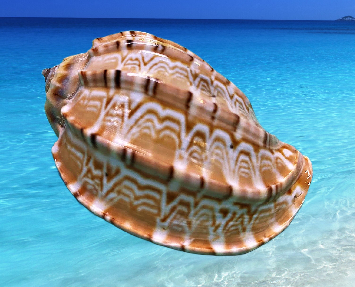 Turtle Shell Harp Major Harp Seashell: Coastal Beach Nautical Decor, Collector's Shell - Etsy