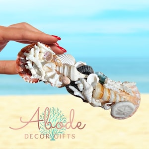 May include: A collection of seashells of various shapes, sizes, and colors, including a sand dollar, arranged in a long, flowing line. The shells are held in a hand with red nail polish.
