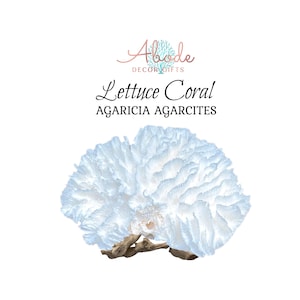 Authentic White Lettuce Sea Coral Specimen for Nautical and Coastal Display