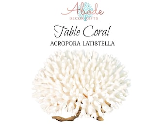 Könnte beinhalten: Weißer Korallen-Tischschmuck mit dem Text "Table Coral" und "ACROPORA LATISTELLLA" in Schwarz. Die Koralle steht auf einem Holzsockel.