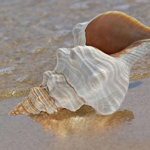 Florida Horse Conch Shell, Large Nautical Seashell for Collector Display Piece, Beach and Coastal Decor
