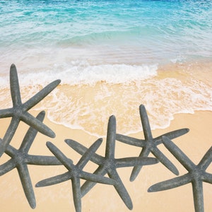 May include: Five gray starfish on a sandy beach with a wave in the background.