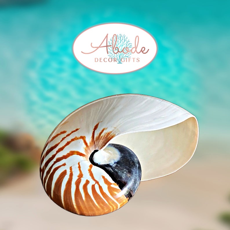 Large Chambered Nautilus Seashell: Coastal Nautical Decor, Collector's ...