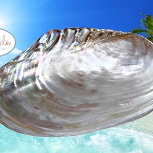 Extra Large Polished Cebu Clam PAIR - Seashell Collector Display Piece