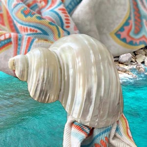 Turbo Seashell Napkin Rings: Coastal Nautical Table Decor (Set of 4)