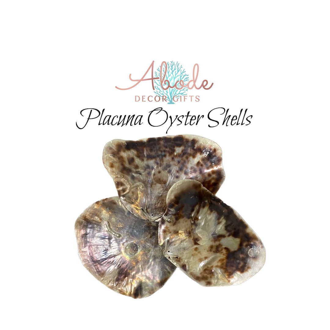 Giant Placuna Oyster Shells, Saddle Oysters for Nautical Decor, Crafts ...