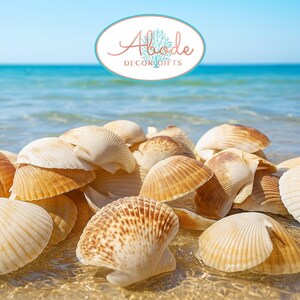 Natural Pectin Seashell Mix: Nautical & Wedding Decor, Crafting Shells (1/2 LB Bulk