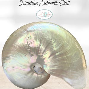 Giant Chambered Nautilus Seashell for Display/NAUTILUS POMPILIUS for Coastal Beach and Nautical Decor, Collector&#39;s Piece, Shell Art