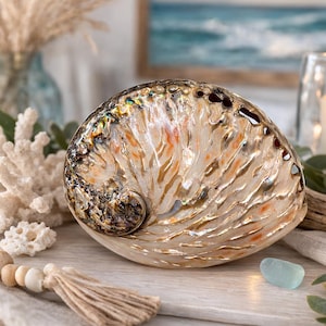 Peut inclure: Un grand coquillage d'ormeau irisé avec une surface texturée, affichant des nuances de brun, d'or et d'orange. Le coquillage est le point central, complété par des éléments décoratifs comme du corail, une bougie et un vase avec des plantes séchées. Décor côtier.