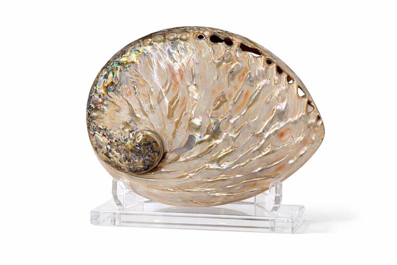 Polished Abalone Seashell: Coastal Beach Decor (4.5-6