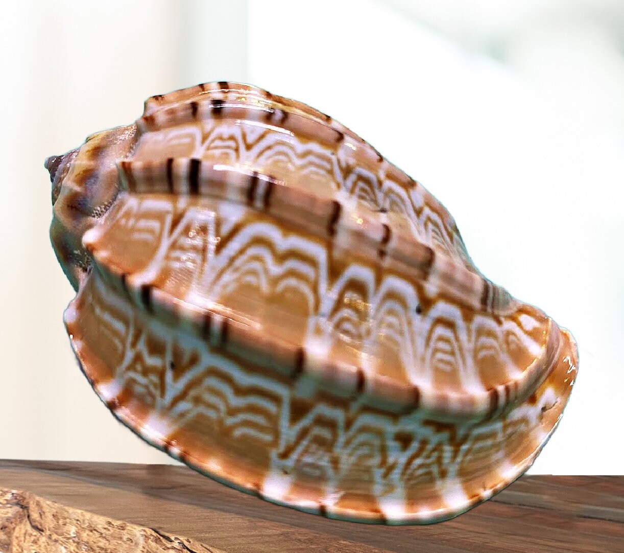 Turtle Shell Harp Major Harp Seashell: Coastal Beach Nautical Decor, Collector's Shell - Etsy