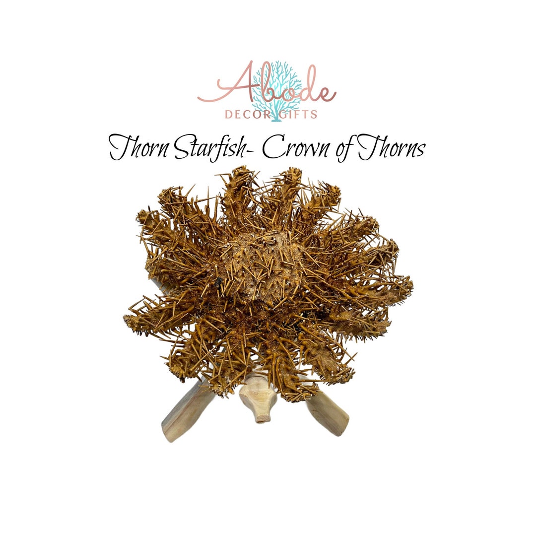 Crown of Thorns Starfish Collector's Display Piece, Nautical Beach and