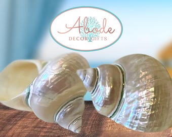 Extra Large Jade Polished Pearl Turbo Shell for Coastal Beach and Nautical Display