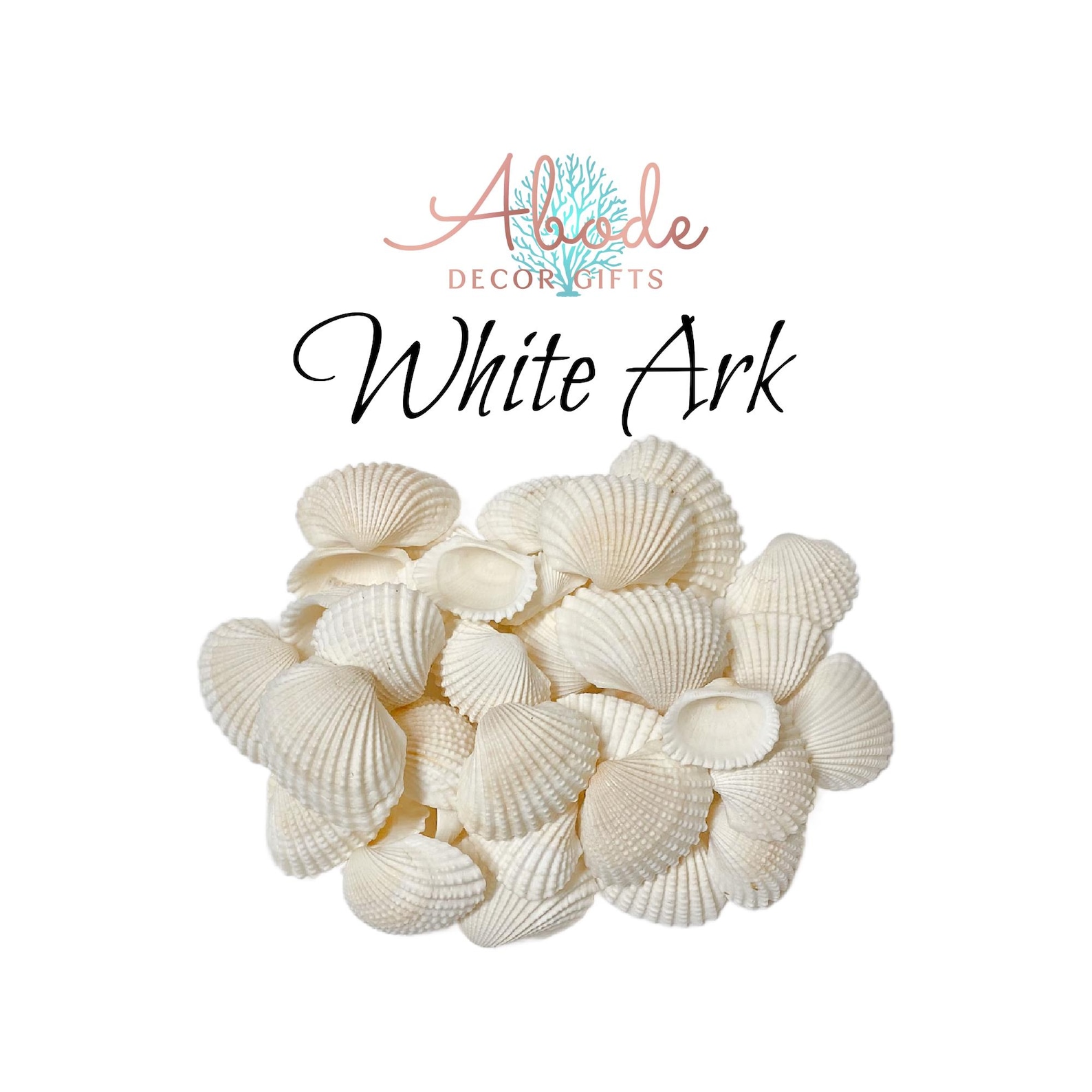 White Ark Shells: 1/2 LB Bulk Seashells for Coastal Decor 1 1/2