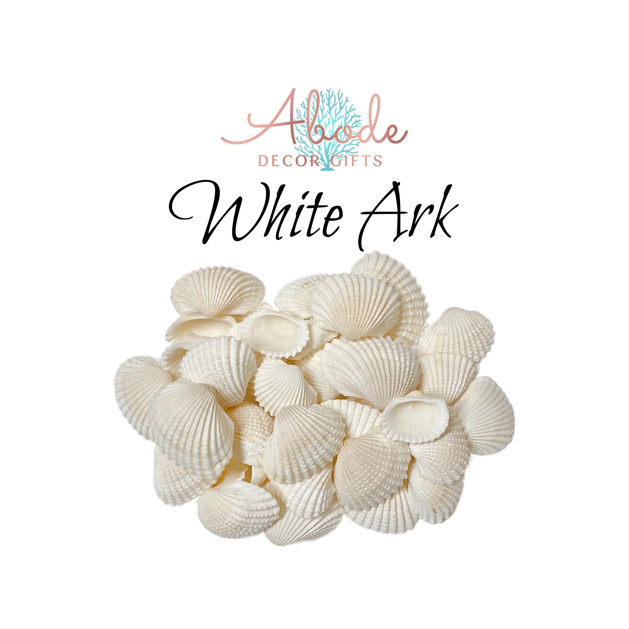 White Ark Shells: 1/2 LB Bulk Seashells for Coastal Decor 1 1/2