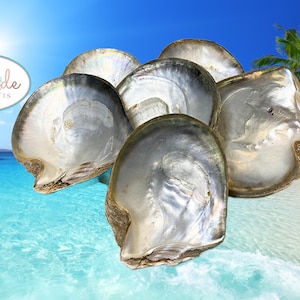 Large Mother of Pearl Shell: Iridescent Coastal Decor (4-5")