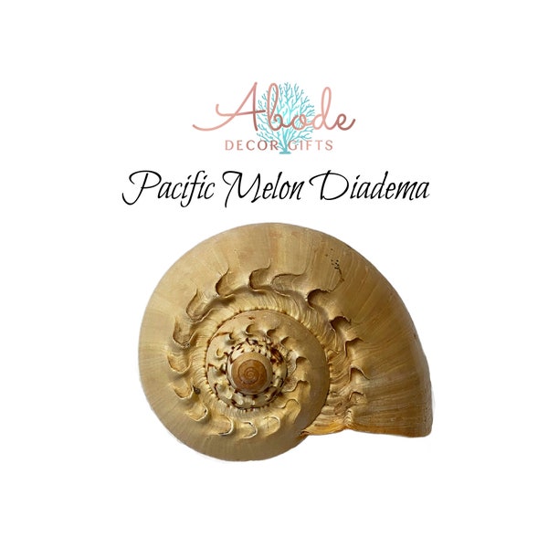 Pacific Melon Diadema Seashells for Nautical Decor