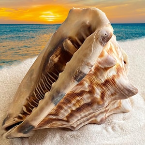 Extra Large King Helmet Shell: Natural Coastal Decor Piece