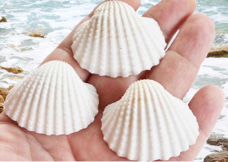 Many Ribbed Ark Shell White Ark Shells: 1/2 LB Bulk Seashells for Coastal Decor 1 1/2