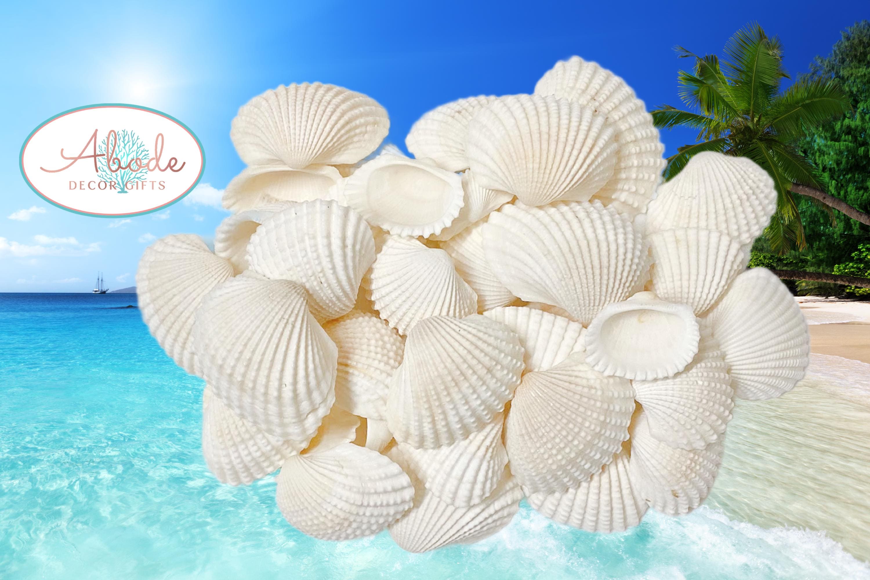 White Ark Shells: 1/2 LB Bulk Seashells for Coastal Decor 1 1/2