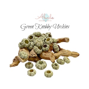 May include: A pile of green knobby sea urchins on a piece of driftwood. The urchins are a natural sea life item and are perfect for adding a touch of the ocean to your home decor.